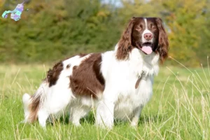 Mehr über den Artikel erfahren English Springer Spaniel Züchter und Welpen in Nordjylland