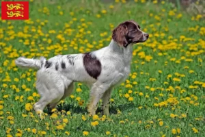 Mehr über den Artikel erfahren English Springer Spaniel Züchter und Welpen in der Normandie