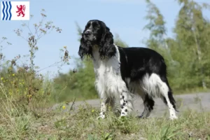 Mehr über den Artikel erfahren English Springer Spaniel Züchter und Welpen in Nouvelle-Aquitaine