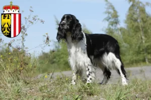 Mehr über den Artikel erfahren English Springer Spaniel Züchter und Welpen in Oberösterreich