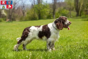 Mehr über den Artikel erfahren English Springer Spaniel Züchter und Welpen in Pardubice