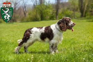 Mehr über den Artikel erfahren English Springer Spaniel Züchter und Welpen in der Steiermark