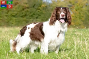 Mehr über den Artikel erfahren English Springer Spaniel Züchter und Welpen in Ústí