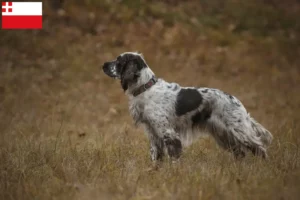 Mehr über den Artikel erfahren English Springer Spaniel Züchter und Welpen in Utrecht