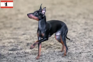 Mehr über den Artikel erfahren English Toy Terrier Züchter und Welpen in Berlin