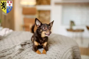 Mehr über den Artikel erfahren English Toy Terrier Züchter und Welpen in Hauts-de-France