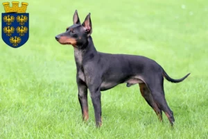 Mehr über den Artikel erfahren English Toy Terrier Züchter und Welpen in Niederösterreich