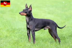 Mehr über den Artikel erfahren English Toy Terrier Züchter und Welpen in Niedersachsen