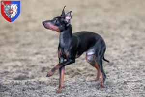 Mehr über den Artikel erfahren English Toy Terrier Züchter und Welpen in Pays de la Loire