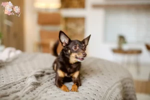 Mehr über den Artikel erfahren English Toy Terrier Züchter und Welpen in Syddanmark