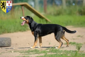 Mehr über den Artikel erfahren Entlebucher Sennenhund Züchter und Welpen in Hauts-de-France