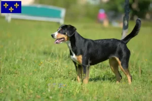 Mehr über den Artikel erfahren Entlebucher Sennenhund Züchter und Welpen in Île-de-France