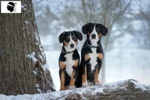 Mehr über den Artikel erfahren Entlebucher Sennenhund Züchter und Welpen auf Korsika