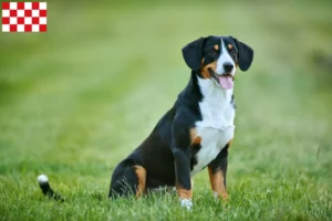 Mehr über den Artikel erfahren Entlebucher Sennenhund Züchter und Welpen in Nordbrabant