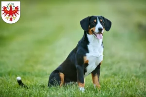 Mehr über den Artikel erfahren Entlebucher Sennenhund Züchter und Welpen in Tirol