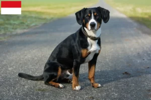 Mehr über den Artikel erfahren Entlebucher Sennenhund Züchter und Welpen in Wien