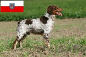 Mehr über den Artikel erfahren Epagneul Breton Züchter und Welpen in Thüringen