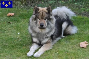 Mehr über den Artikel erfahren Eurasier Züchter und Welpen in Île-de-France