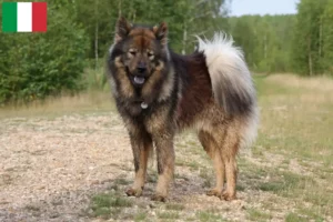 Mehr über den Artikel erfahren Eurasier Züchter und Welpen in Italien