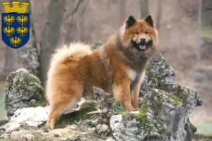 Mehr über den Artikel erfahren Eurasier Züchter und Welpen in Niederösterreich