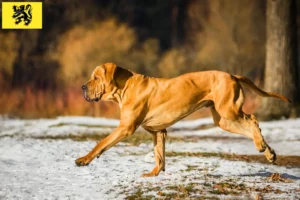 Mehr über den Artikel erfahren Fila Brasileiro Züchter und Welpen in Flandern