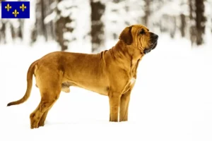 Mehr über den Artikel erfahren Fila Brasileiro Züchter und Welpen in Île-de-France