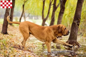 Mehr über den Artikel erfahren Fila Brasileiro Züchter und Welpen in Nordbrabant