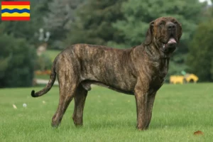 Mehr über den Artikel erfahren Fila Brasileiro Züchter und Welpen in Overijssel