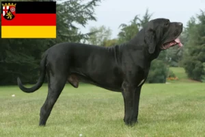 Mehr über den Artikel erfahren Fila Brasileiro Züchter und Welpen in Rheinland-Pfalz