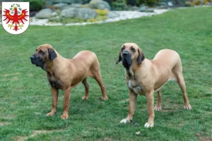 Mehr über den Artikel erfahren Fila Brasileiro Züchter und Welpen in Tirol