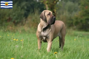 Mehr über den Artikel erfahren Fila Brasileiro Züchter und Welpen in Zeeland