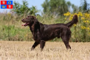 Mehr über den Artikel erfahren Flat Coated Retriever Züchter und Welpen in Hradec Králové