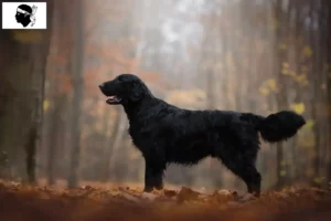 Mehr über den Artikel erfahren Flat Coated Retriever Züchter und Welpen auf Korsika