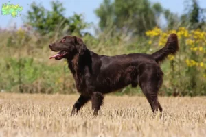 Mehr über den Artikel erfahren Flat Coated Retriever Züchter und Welpen in Midtjylland