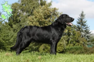 Mehr über den Artikel erfahren Flat Coated Retriever Züchter und Welpen in Sjælland