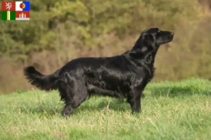 Mehr über den Artikel erfahren Flat Coated Retriever Züchter und Welpen in Südböhmen