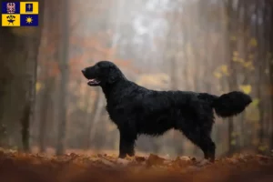 Mehr über den Artikel erfahren Flat Coated Retriever Züchter und Welpen in Zlín