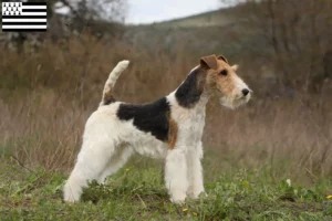 Mehr über den Artikel erfahren Foxterrier Züchter und Welpen in der Bretagne