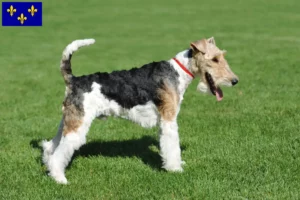 Mehr über den Artikel erfahren Foxterrier Züchter und Welpen in Île-de-France