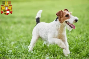 Mehr über den Artikel erfahren Foxterrier Züchter und Welpen in Kärnten