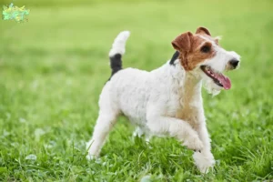 Mehr über den Artikel erfahren Foxterrier Züchter und Welpen in Midtjylland