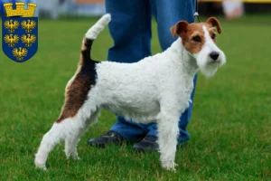 Mehr über den Artikel erfahren Foxterrier Züchter und Welpen in Niederösterreich