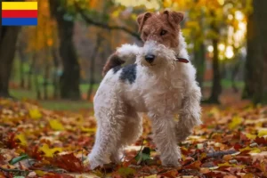 Mehr über den Artikel erfahren Foxterrier Züchter und Welpen in Nordholland