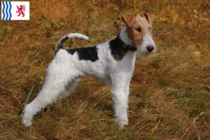 Mehr über den Artikel erfahren Foxterrier Züchter und Welpen in Nouvelle-Aquitaine