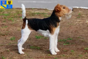 Mehr über den Artikel erfahren Foxterrier Züchter und Welpen in Olmütz