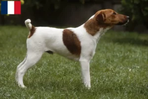 Mehr über den Artikel erfahren Foxterrier Züchter und Welpen auf Réunion