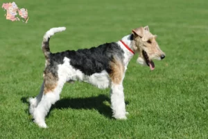 Mehr über den Artikel erfahren Foxterrier Züchter und Welpen in Syddanmark