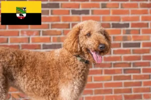 Mehr über den Artikel erfahren Goldendoodle Züchter und Welpen in Sachsen-Anhalt