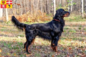 Mehr über den Artikel erfahren Gordon Setter Züchter und Welpen in Auvergne-Rhône-Alpes