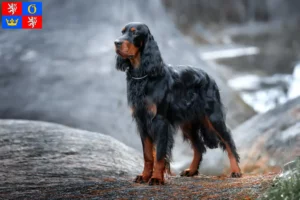 Mehr über den Artikel erfahren Gordon Setter Züchter und Welpen in Hradec Králové